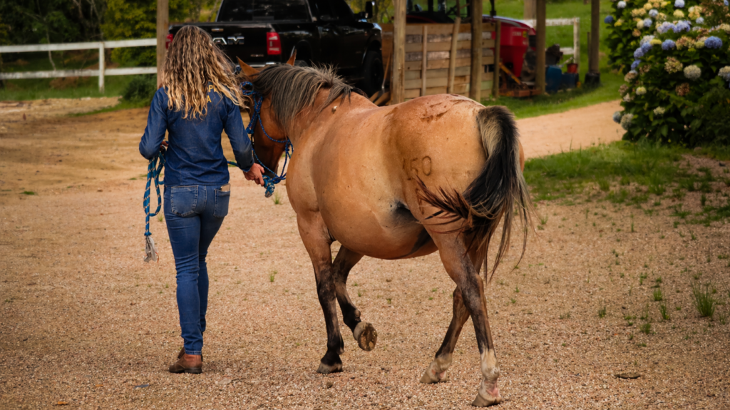 HORSE BAUER