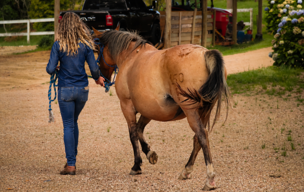 HORSE BAUER