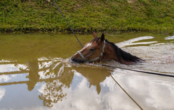 HORSE BAUER