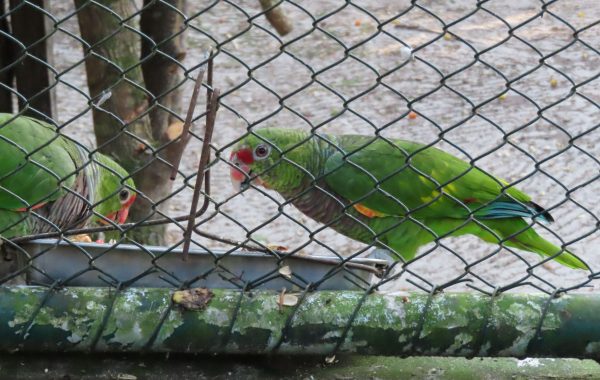 Parque Estadual do Rio Vermeho_12jun24 (14)