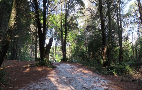 Parque Estadual do Rio Vermeho_12jun24 (21)