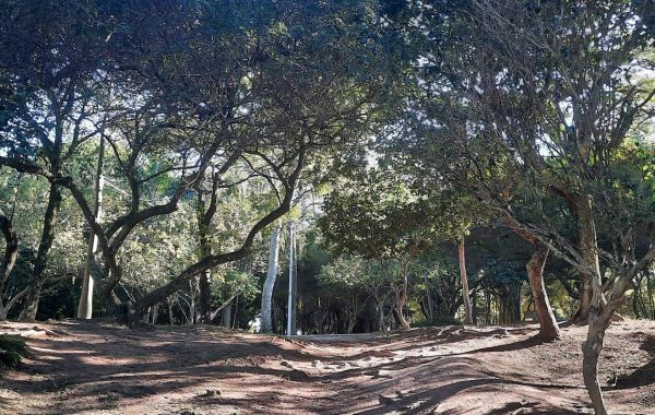 Parque da Luz (3)_VisiteFloripa