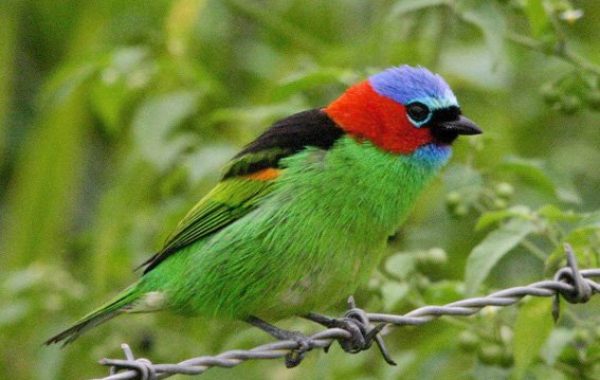 Plaza Caldas da Imperatriz 2