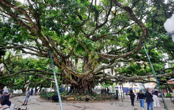 Figueira Centenária na Praça XV