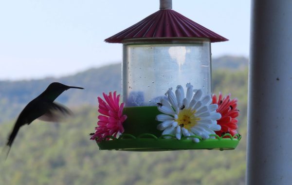 Recanto dos Morangos (15)