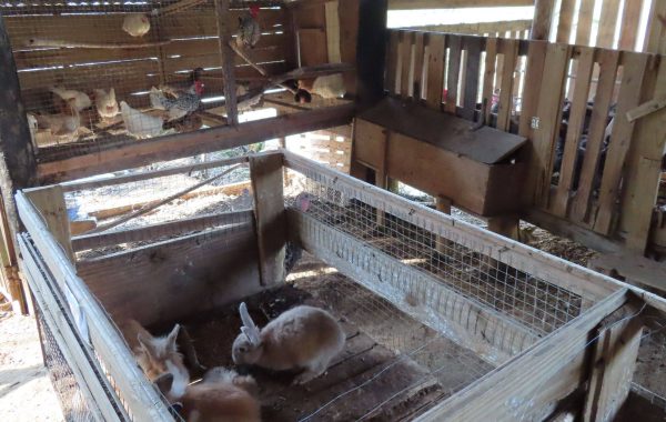 Recanto dos Morangos (21)