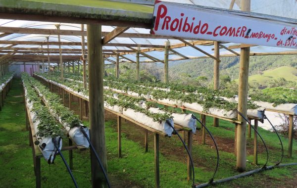 Recanto dos Morangos (22)