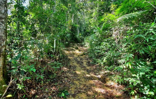 Trilha da Pedra Branca (2)_SITE