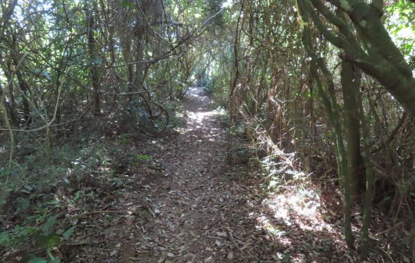 Trilha do Morro das Feiticeiras (9)