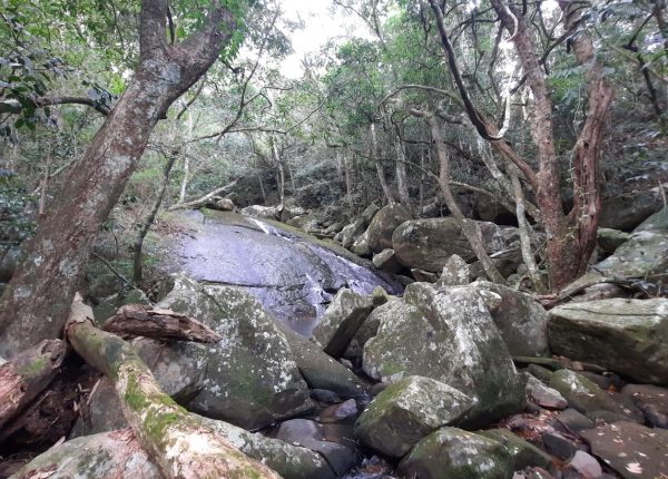 Trilha_da_Cachoeira_da_Praia_da_Solidão (13)